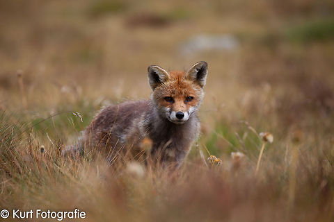 Fox A red fox wandering around during a hike in the high mountains of Gran Paradiso National Parc. He was just getting closer and closer, not afraid at all...  Fox,Gran Paradiso,hiking,red fox,vulpus vulpus