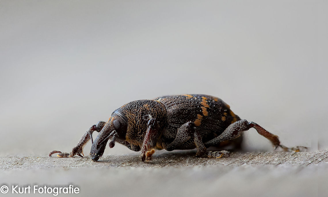 Pine Weevil (Hylobius abietis) A macro stacked (20 photos) photograph of a pine weevil (grote dennesnuitkever, Hylobius abietis) found and posing on my garden table. After taking all the pictures I stacked them with "focus magic". A great technique for macro photography where the shallow depth of field often is a real problem.  Hylobius abietis,Macro,Snout Beetle,beetles,insects,nature