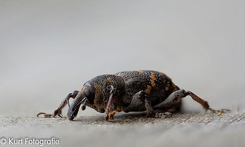 Pine Weevil (Hylobius abietis) A macro stacked (20 photos) photograph of a pine weevil (grote dennesnuitkever, Hylobius abietis) found and posing on my garden table. After taking all the pictures I stacked them with "focus magic". A great technique for macro photography where the shallow depth of field often is a real problem.  Hylobius abietis,Macro,Snout Beetle,beetles,insects,nature