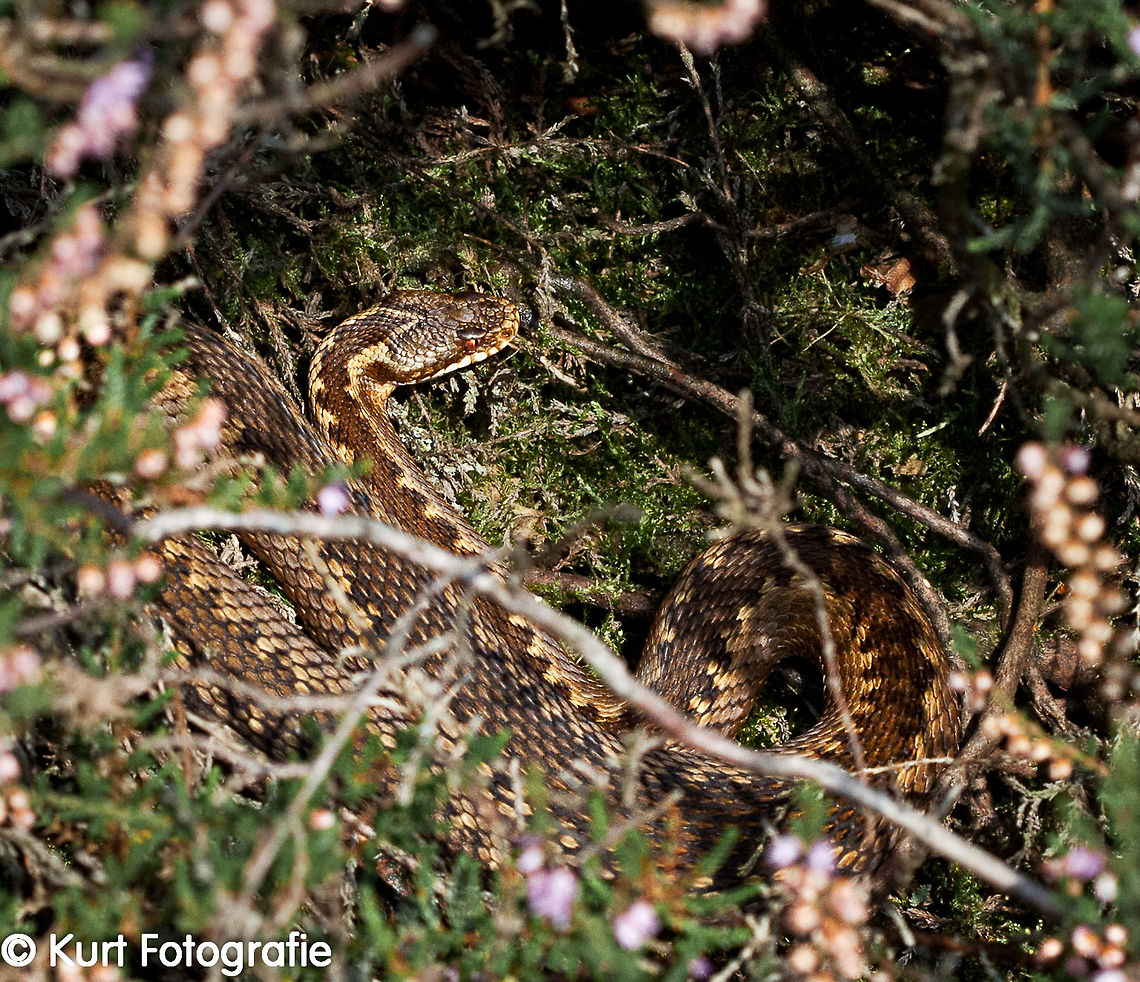 Big Viper All summer we were scouting for vipers, but without any luck, just until mid September. I discovered this huge viper hiding and sunning in the bushes. This was one of the first of many photographs taken, but I remember very the shaking when taking these shots and in the mean while trying to contact a friend photographer about this discovery. <br />
<br />
Large vipers tend to use a sunbathing place for several years, so when temperatures go up again next year, many pictures are likely to follow... <br />
<br />
This specimen was at least 70cm long and beautifully colored. Reptiles,Reptilia,Vipera berus,Vipers