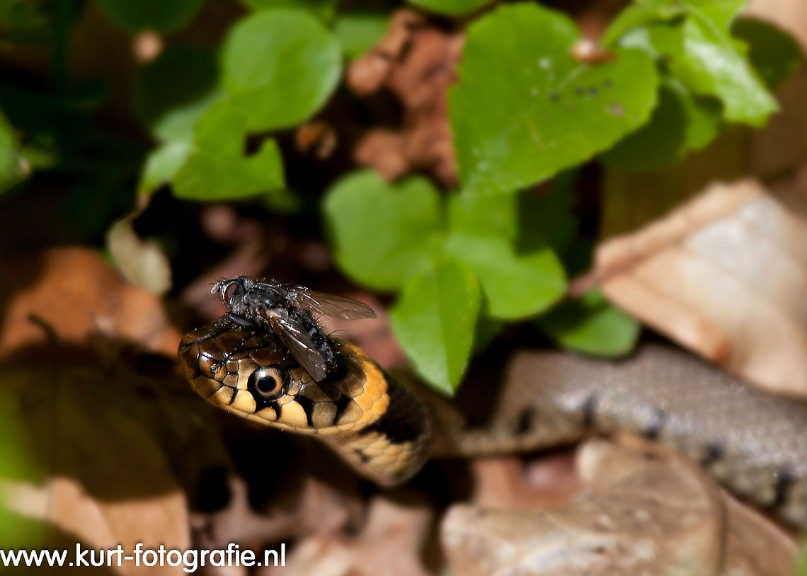 Baby Grass Snake with fly on head It is quite annoying to have no legs to get rid of a fly on your head... This baby grass snake was hiding in the foliage on the ground,  very hard to see. You can guess the size of it when you see the fly. Grass Snake,Grass snake,Natrix Natrix,Natrix natrix,Reptiles,Reptilia,fly