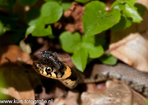 Baby Grass Snake with fly on head It is quite annoying to have no legs to get rid of a fly on your head... This baby grass snake was hiding in the foliage on the ground,  very hard to see. You can guess the size of it when you see the fly. Grass Snake,Grass snake,Natrix Natrix,Natrix natrix,Reptiles,Reptilia,fly