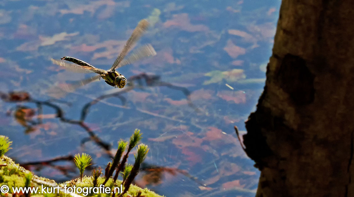 Southern Hawker On a nice afternoon this hawker (Aeshna cyanea) came by regularly, this photo was made duriing its flight (I do not know its English name). Aeshna cyanea,Insects,Southern Hawker,hawker,insects,southern hawker