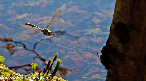 Southern Hawker On a nice afternoon this hawker (Aeshna cyanea) came by regularly, this photo was made duriing its flight (I do not know its English name). Aeshna cyanea,Insects,Southern Hawker,hawker,insects,southern hawker
