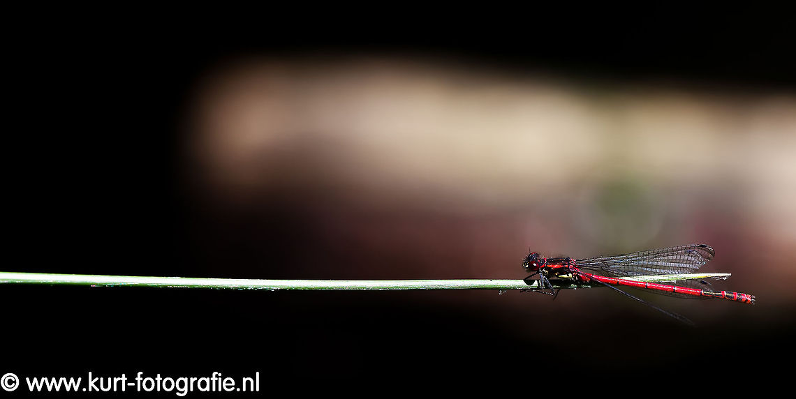 Red Damselfly This Red Damselfly (Pyrrhosoma nymphula) was (at last) silently sitting above the water in the full sunshine of a hot afternoon. The sun on the damselfly and the water in the shadows created this lighteffect.  Insects,Large Red Damselfly,Pyrrhosoma nymphula,Red Damselfly,damsel,damselfly