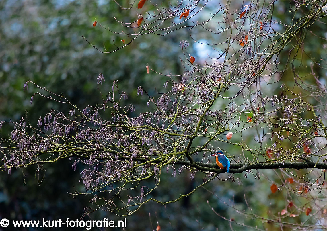 Kingfisher fishing at Sonsbeek After quite a long search I found this kingfisher (Alcedo atthis) at Sonsbeek Parc, Arnhem. I will return there with better light than the pretty dark, cloudy skies today. <br />
It stayed quite long at the same spot before taking of, but not long enough to get the monopod attached. Better luck next time. Alcedo atthis,Birds,Geotagged,Kingfisher,The Netherlands