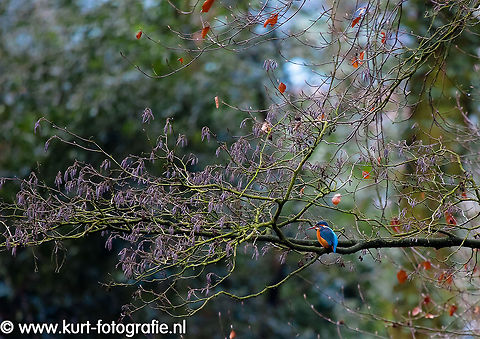 Kingfisher fishing at Sonsbeek After quite a long search I found this kingfisher (Alcedo atthis) at Sonsbeek Parc, Arnhem. I will return there with better light than the pretty dark, cloudy skies today. 
It stayed quite long at the same spot before taking of, but not long enough to get the monopod attached. Better luck next time. Alcedo atthis,Birds,Geotagged,Kingfisher,The Netherlands