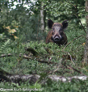 Mom wild pork This mom wild pork stood amidst her offspring and had the choice of attacking or running... just as I did, I choose to take the picture, she eventually choose to flee... It was a really exiting moment but did resulted in this shot. 

Be aware, this is a 612x640 pixel crop, taken with my "old" gear, so watching full screen might compromise the photo.   Geotagged,Spring,Sus scrofa,Wild boar,wild boar,wild hog,wild pork