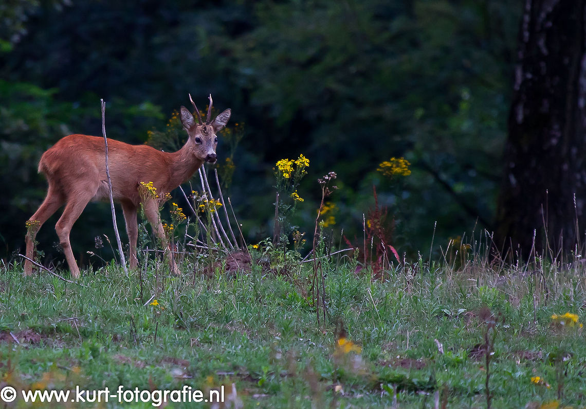 Roe buck A roe buck staring in the lens and paying full attention to me. Geotagged,Roe Deer,The Netherlands,roe buck