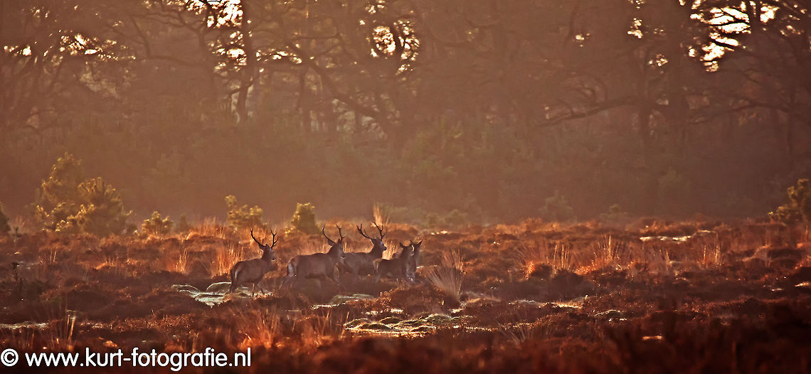 Deer in early morning light A herd of red deer (Cervus elaphus) on the run in the warm morning light. In this picture three (young) bucks with some hinds. Cervus elaphus,Geotagged,Red Deer,The Netherlands,edelhert