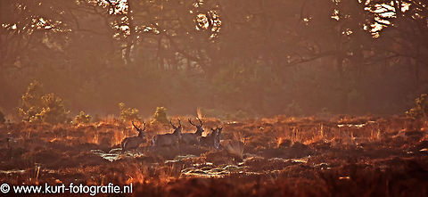 Deer in early morning light A herd of red deer (Cervus elaphus) on the run in the warm morning light. In this picture three (young) bucks with some hinds. Cervus elaphus,Geotagged,Red Deer,The Netherlands,edelhert