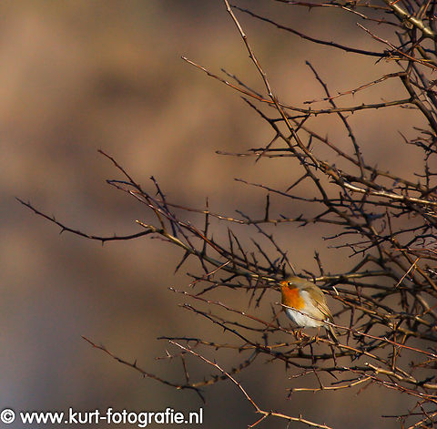 Robin A robin (Erithacus rubecula) in between the thorns catching some winterlight.  Erithacus rubecula,European Robin,Geotagged,Robin,The Netherlands