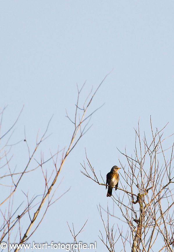Fieldfare A fieldfare (Turdus pilaris) in a leafless wintertree singing with about twenty peers. A winter visitor in Holland. Geotagged,The Netherlands,fieldfare,turdus pilaris