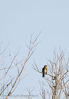 Fieldfare A fieldfare (Turdus pilaris) in a leafless wintertree singing with about twenty peers. A winter visitor in Holland. Geotagged,The Netherlands,fieldfare,turdus pilaris