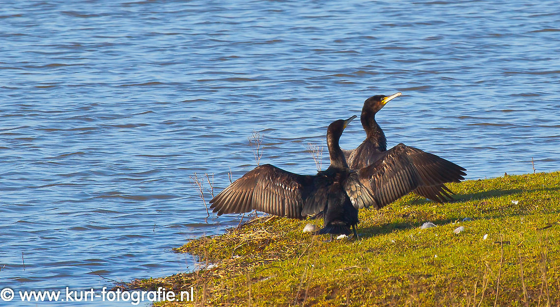 Cormorants A pair of cormorants (Phalacrocorax carbo) drying their wings in the wintersun. Cormorants,Geotagged,Phalacrocorax carbo,The Netherlands
