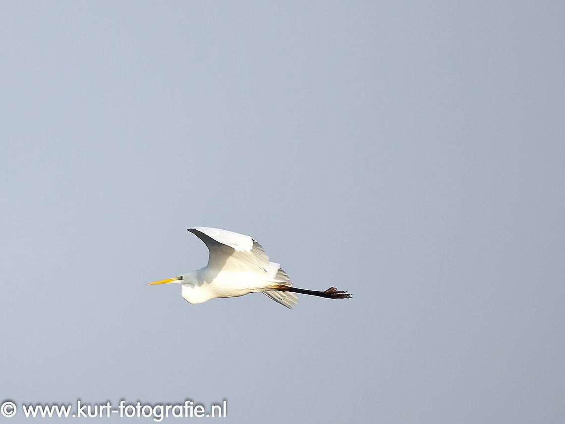 Great Egret A beautiful great egret (Ardea alba) came flying by my lens on this gorgeous winterday at Meinerswijk (Arnhem).   Ardea alba,Geotagged,The Netherlands,great egret