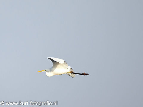 Great Egret A beautiful great egret (Ardea alba) came flying by my lens on this gorgeous winterday at Meinerswijk (Arnhem).   Ardea alba,Geotagged,The Netherlands,great egret