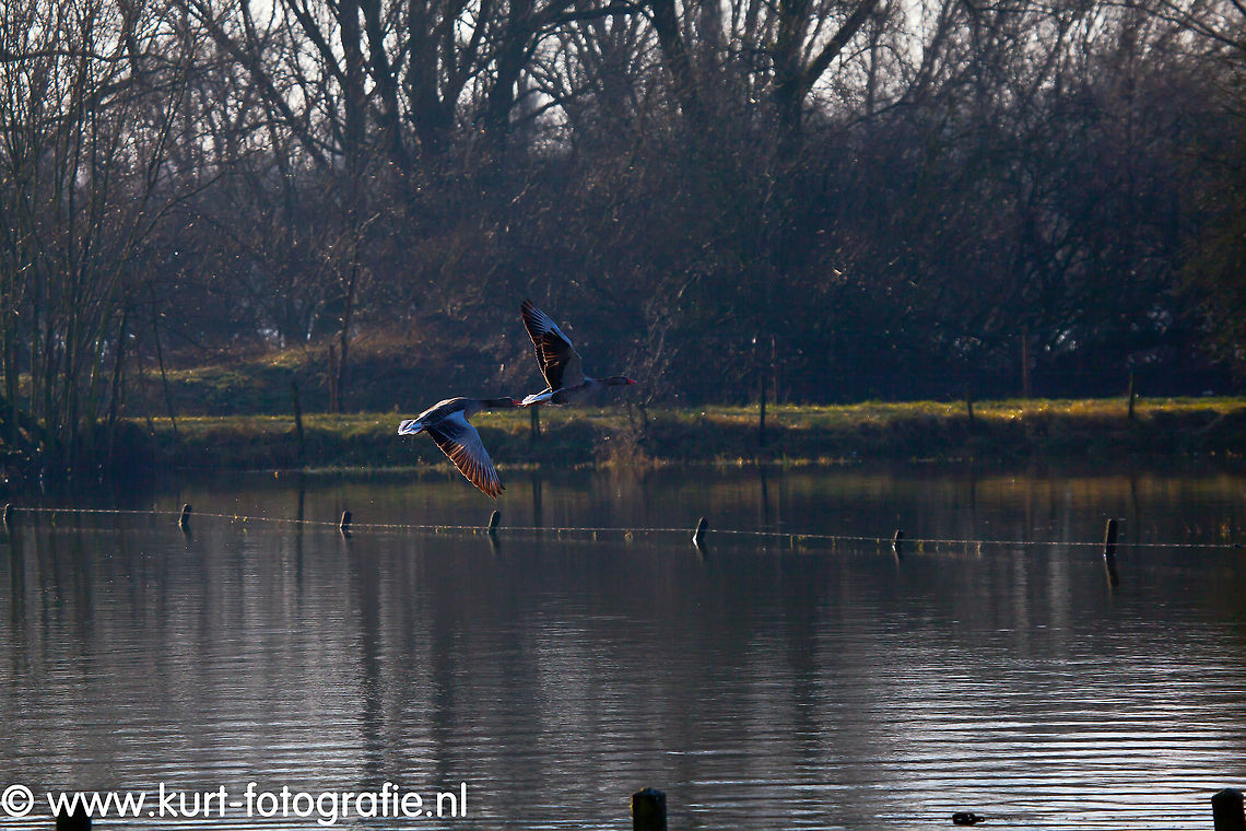 Greylag Goose During winter a kind of plague of goose come to Holland every year. These two were startled by my presence while walking in between some flooded fields.   Anser anser,Greylag Goose