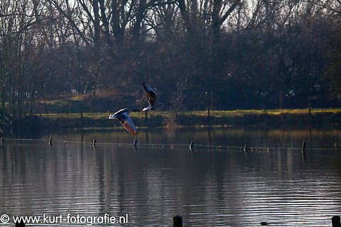 Greylag Goose During winter a kind of plague of goose come to Holland every year. These two were startled by my presence while walking in between some flooded fields.   Anser anser,Greylag Goose