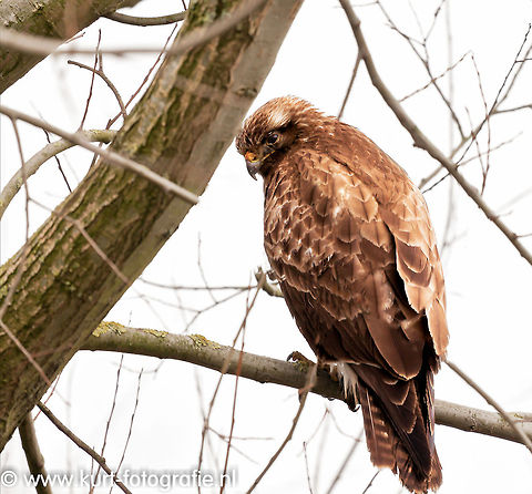 Common Buzzard  Buteo Buteo,Buteo buteo,Common Buzzard,Geotagged,The Netherlands,common buzzard