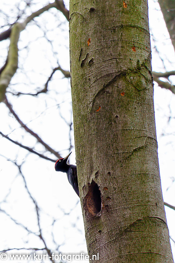 Black Woodpecker A male black woodpecker (Dryocopus martius) next to its nest. This shy woodpecker is the biggest of the species in Europe. The female was always close, their strong calls echoing through the forest. <br />
<br />
In their nest they were having a massive redecoration, constantly hammering.<br />
<br />
<a href="http://www.kurt-fotografie.nl/index.php?album=vogels&amp;image=zwarte+specht.jpg" rel="nofollow">http://www.kurt-fotografie.nl/index.php?album=vogels&amp;image=zwarte+specht.jpg</a> Black Woodpecker,Dryocopus martius,Geotagged,The Netherlands