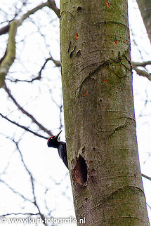 Black Woodpecker A male black woodpecker (Dryocopus martius) next to its nest. This shy woodpecker is the biggest of the species in Europe. The female was always close, their strong calls echoing through the forest. 

In their nest they were having a massive redecoration, constantly hammering.

http://www.kurt-fotografie.nl/index.php?album=vogels&image=zwarte+specht.jpg Black Woodpecker,Dryocopus martius,Geotagged,The Netherlands