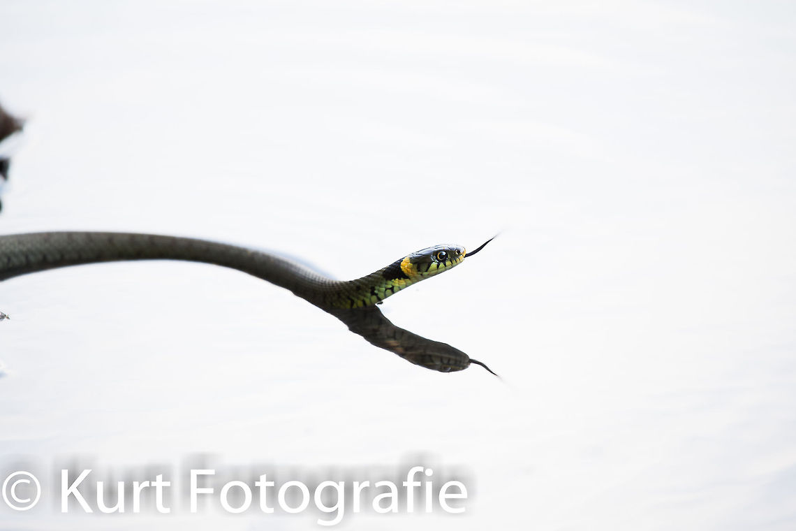 Grass snake High Key grass snake, the lightning made this picture look like a high key photo. The snake just came by swimming after I was taking some shots of another specimen, hence the correct lighting of the snake, but the white water with reflection. Grass Snake,Grass snake,Natrix Natrix,Natrix natrix,Natuur,Reptielen & Amfibiën,Reptiles,Vakantie,nature,ringlang