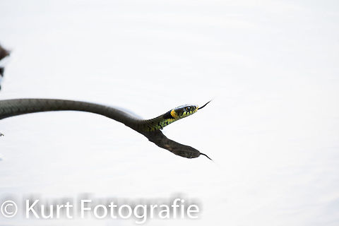 Grass snake High Key grass snake, the lightning made this picture look like a high key photo. The snake just came by swimming after I was taking some shots of another specimen, hence the correct lighting of the snake, but the white water with reflection. Grass Snake,Grass snake,Natrix Natrix,Natrix natrix,Natuur,Reptielen & Amfibi&euml;n,Reptiles,Vakantie,nature,ringlang