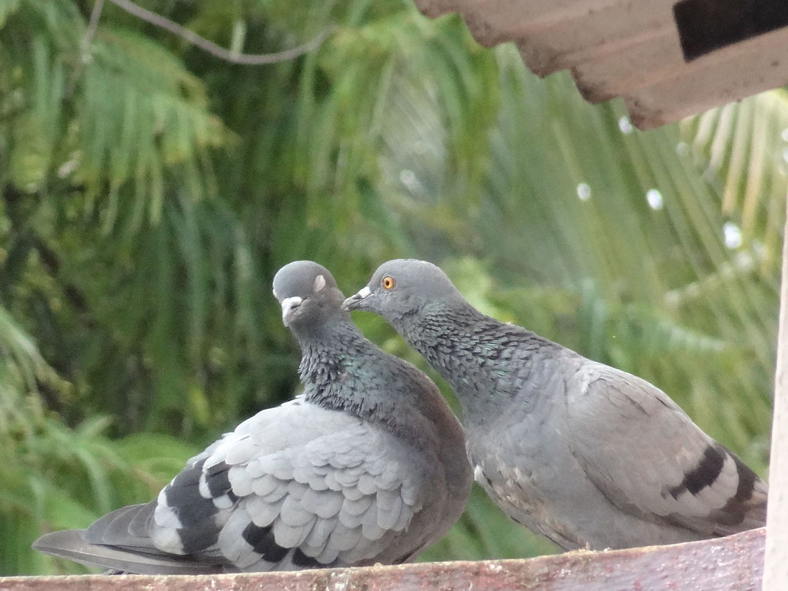 lovely couple isnt it??  Columba livia,Geotagged,India,Rock dove,Spring