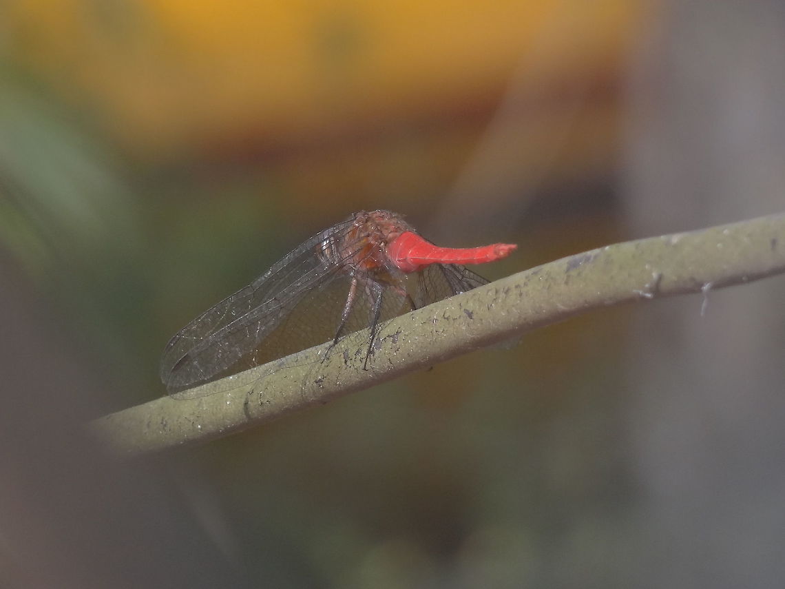 THE RED MONK!!!  animalia,anisoptera,arthropoda,insecta,libellulidae,odonata