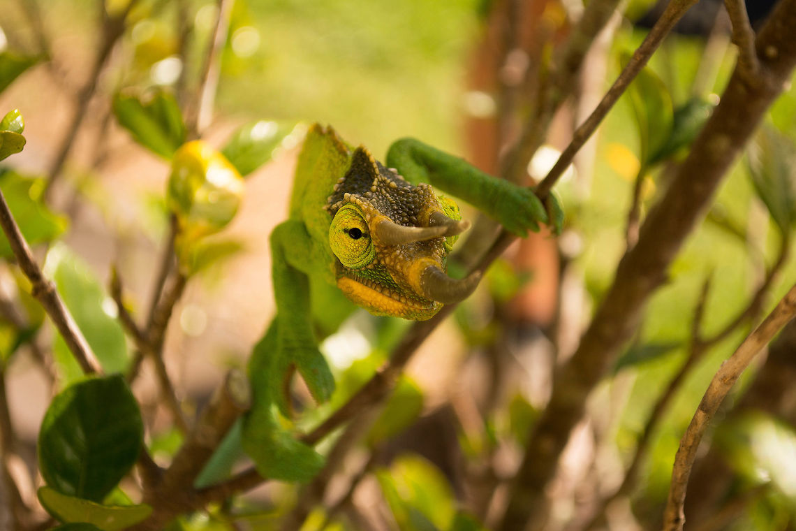 Jackson's Chameleon Jackson&#039;s Chameleon is a three-horned chameleon. It originally comes from Africa, but you can also spot him in Hawaii and Florida. Males have three horns, one of them extends from the nose and another two are above the eyes. Geotagged,Jackson's Chameleon,Jacksons chameleon,Trioceros jacksonii,United States,Winter