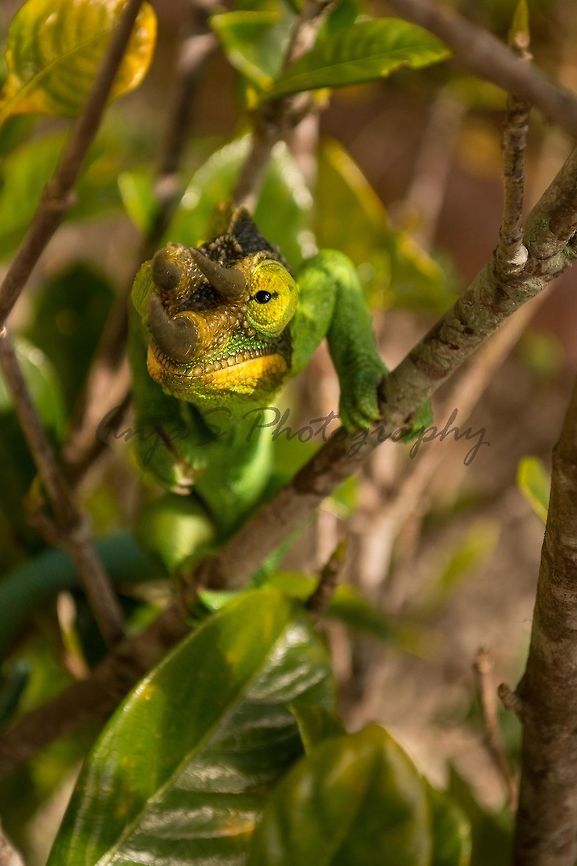 Jackson's three horned chameleon A chameleon that is widespread in Kenya, but is also wandering around Hawaii and Florida. It has three horns and it&#039;s around 6-10 inches long. Usually they are green with having some yellow  and blue traces, but of course as all chameleons they change color very often.  Geotagged,Jacksons chameleon,Trioceros jacksonii,United States,Winter