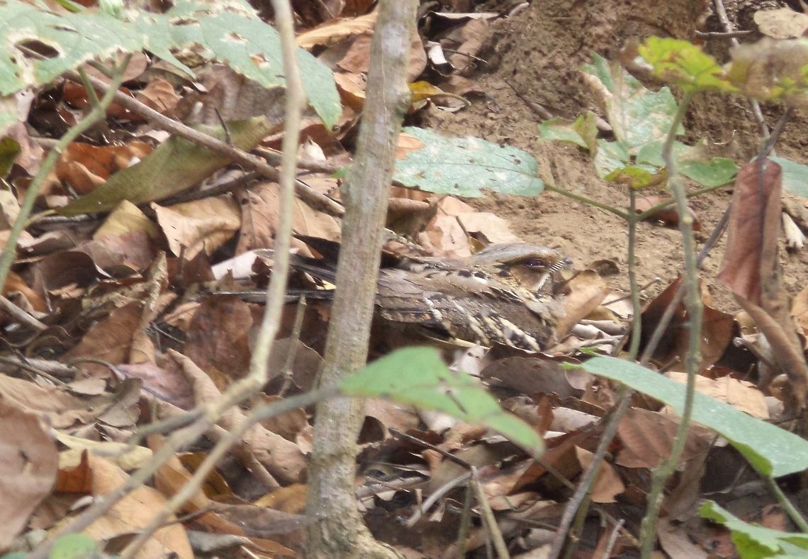 night_jar  Caprimulgus jotaka,Geotagged,Nepal,Winter,grey nightjar
