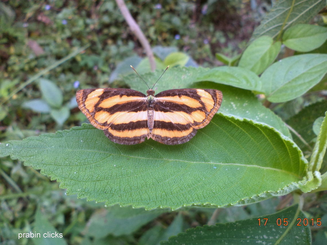 DSC02824  Butterfly,Common Lascar,Geotagged,Nepal,Pantoporia hordonia,Spring