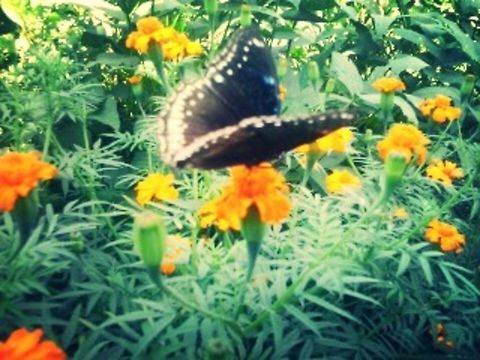 Stibochiona_nicea  Butterfly,Garden,Popinjay,Stibochiona nicea,beautiful