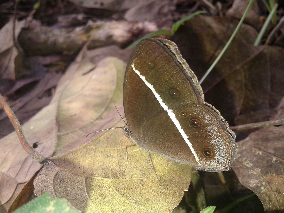 Dark grass-brown Its a butterfly species clicked in chitwan national park,Nepal. Dark Grass-Brown,Orsotriaena medus,beautiful,beauty,butterfly,camouflage,leaf,nature