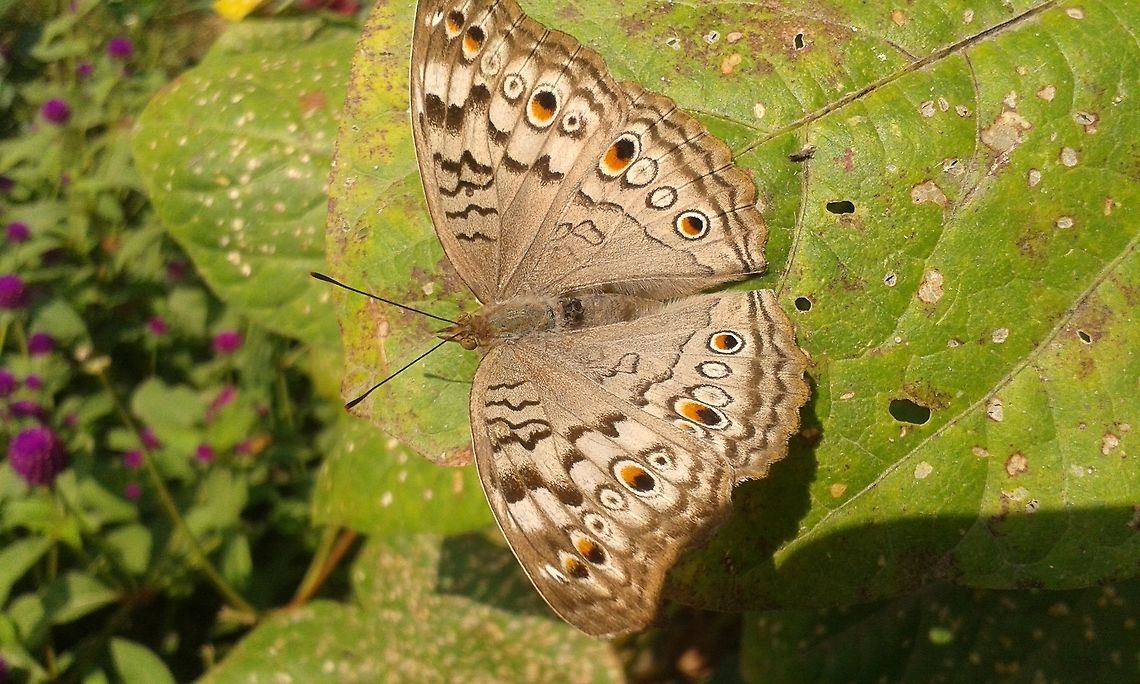 butterfly  Fall,Geotagged,Gray Pansy,Junonia atlites,butterfly,invertebrates,photography