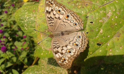 butterfly  Fall,Geotagged,Gray Pansy,Junonia atlites,butterfly,invertebrates,photography
