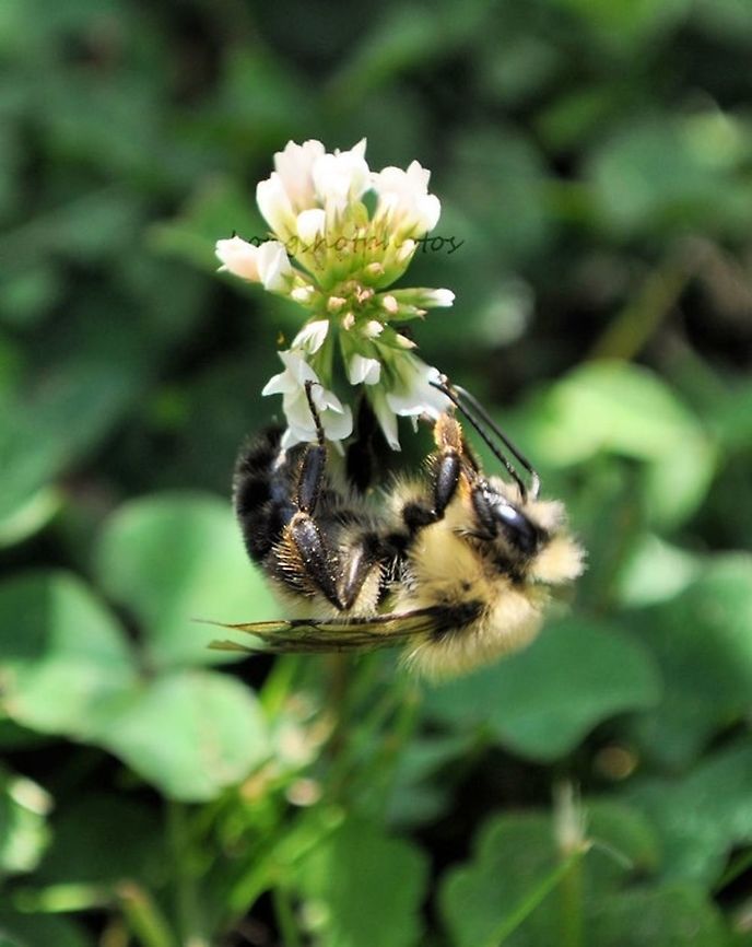 Spring in the air for hungry bees I sat down with my camera for 3hrs just watching this flower/weed. Finally this bee flies in. I was filled with joy spring was really here. The bee however was a bit big and the bee and flower started bending down. The bee refused to let go. Nature&wildlife,spring