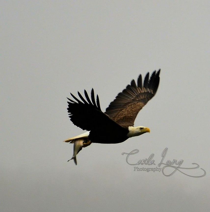 American bald eagle I love to drive to conowingo damn in Maryland. Durning the spring there is hundreds of eagles. This adult eagle swooped down grabbing this fish then flies right infront of me and landed on the tree in hands distance to the right of me. Him eating the fish was pretty gross. But I love this photo the best.  American bald eagle,Bald Eagle,Haliaeetus leucocephalus,bird catching fish,conowingo Maryland