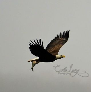 American bald eagle I love to drive to conowingo damn in Maryland. Durning the spring there is hundreds of eagles. This adult eagle swooped down grabbing this fish then flies right infront of me and landed on the tree in hands distance to the right of me. Him eating the fish was pretty gross. But I love this photo the best.  American bald eagle,Bald Eagle,Haliaeetus leucocephalus,bird catching fish,conowingo Maryland