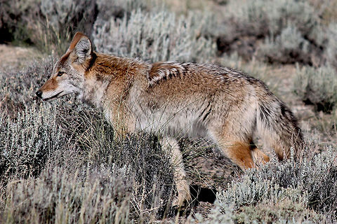 Coyote in Nevada  The photo of this Coyote was taken in Round Mountain, Nevada. A young curious beautiful coyote. Canis latrans,Coyote,Fall,Geotagged,United States