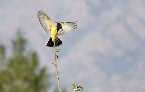 Bird at play  This Western Kingbird was flying down and catching flies after I had watered the yard, then he would fly to the top of my young tree. It was as if he was posing for me.  Birds,Geotagged,Spring,Tyrannus verticalis,United States,animal,bird,wildlife