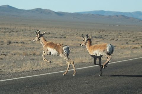 Antelope  I shot this photo, while these antelope were crossing the high way in front of us. My husband was driving so that I could take photos.  Geotagged,Spring,United States
