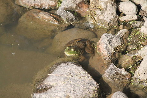 Bullfrog This bullfrog caught my eye. It was very large, soaking up the sun.  American Bullfrog,Geotagged,Rana catesbeiana,Summer,United States,frog,reptile