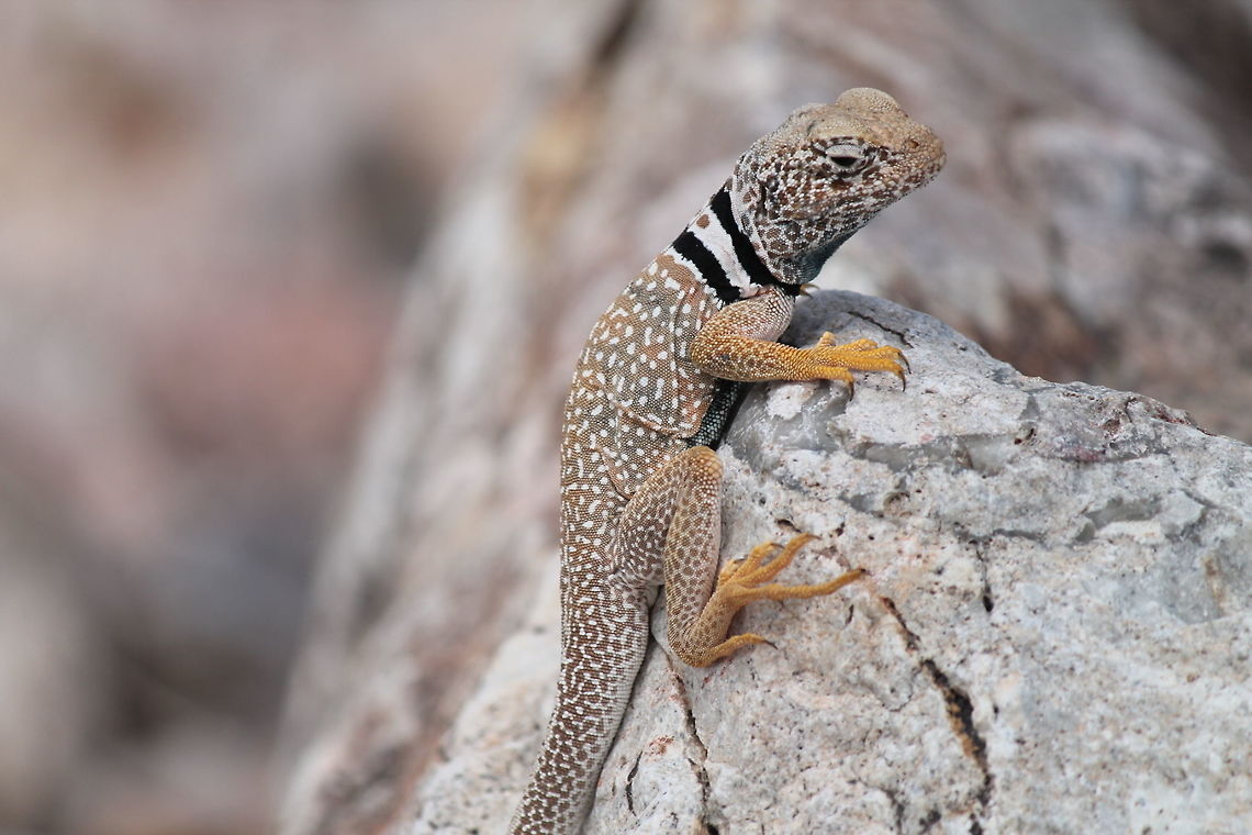 Collard Lizard This lizard was sun bathing, and didn&#039;t seem to be bothered by the camera.  Crotaphytus bicinctores,Desert,Eastern collared lizard,Geotagged,Lizards,Summer,United States,animal,wild life