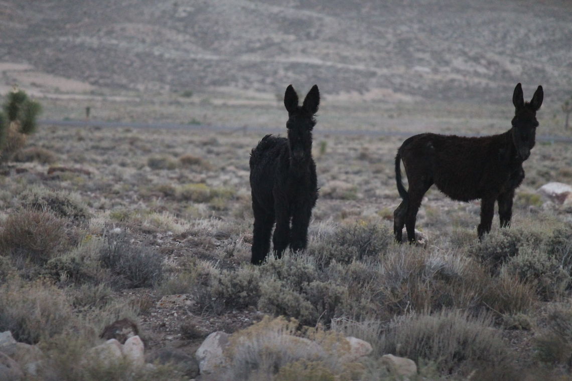 Wild Donkey Wild donkeys, the one on the left caught my eye because of the long hair.  Donkey,Equus africanus asinus,Geotagged,Summer,United States,animal,wild,wildlife