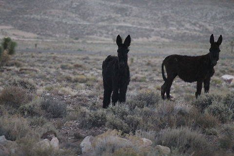 Wild Donkey Wild donkeys, the one on the left caught my eye because of the long hair.  Donkey,Equus africanus asinus,Geotagged,Summer,United States,animal,wild,wildlife