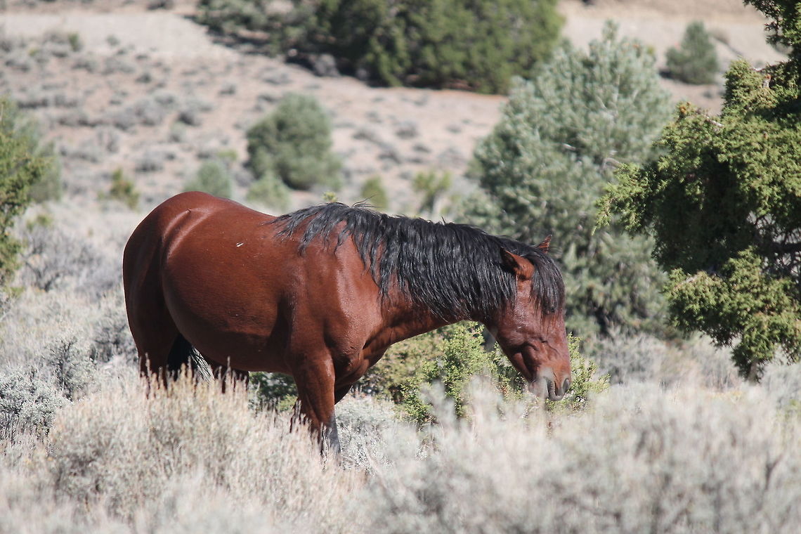 Wild horse This wild horse was beautiful and has a curly main.  Equus ferus,Fall,Geotagged,United States,Wild horse,animal