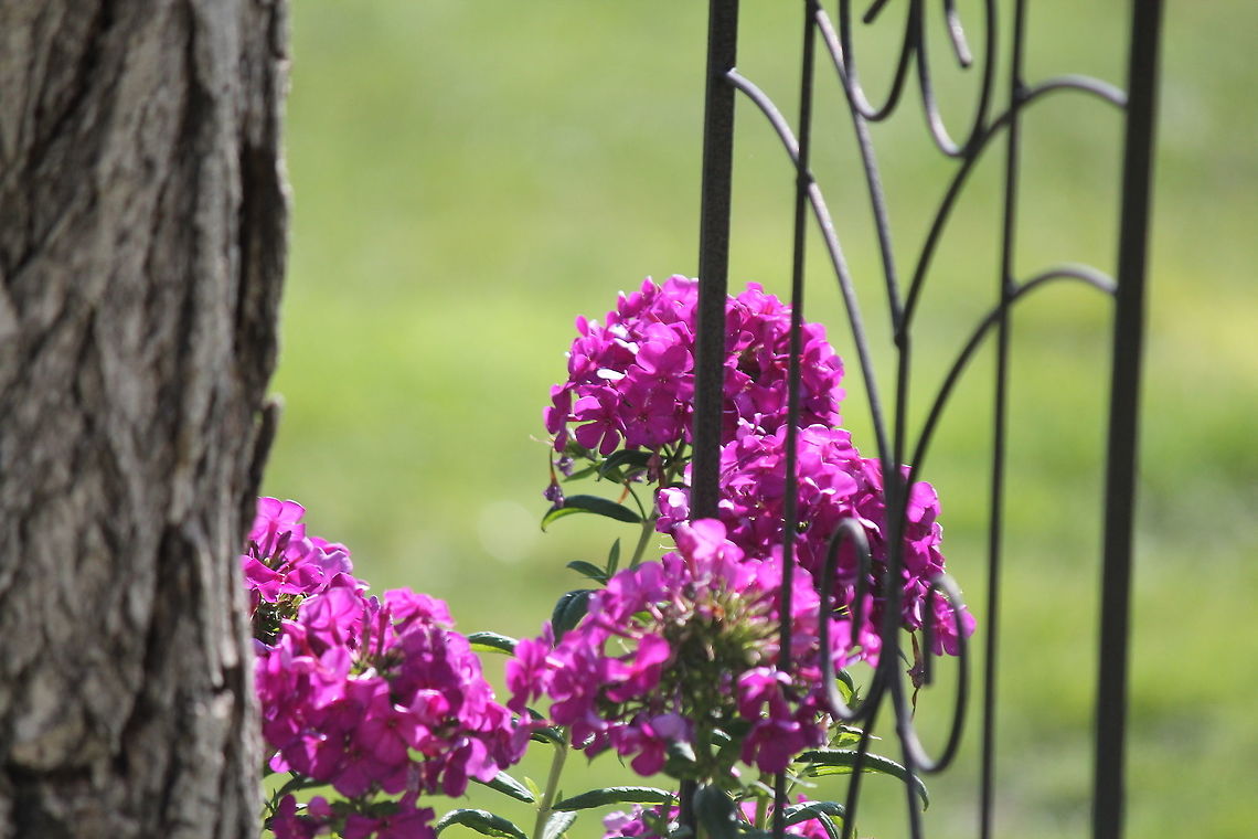 Phlox paniculata 'Also referred to as a Phlox Nicky'  I live in the high desert of Nevada sitting at 5,640 feet, and the mountains around me range from 7,000 - 11,000 feet. It is really hard to find plants that do well hear, but this one has blessed me with it&#039;s beauty every year. This is my favorite.  Flowers,Geotagged,Phlox paniculata,Plants,Summer,United States,garden phlox,plant,purple